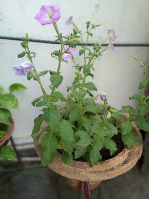 Environment: My Bit To Save It....