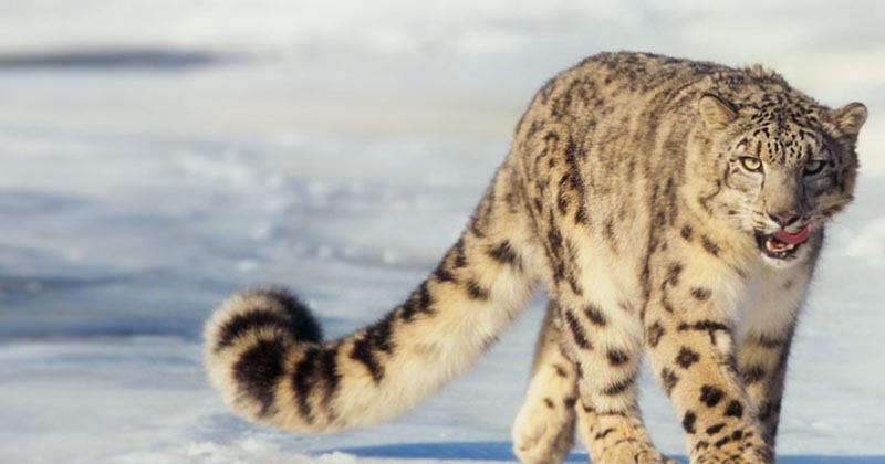 Environment Special: Secure Himalaya Project