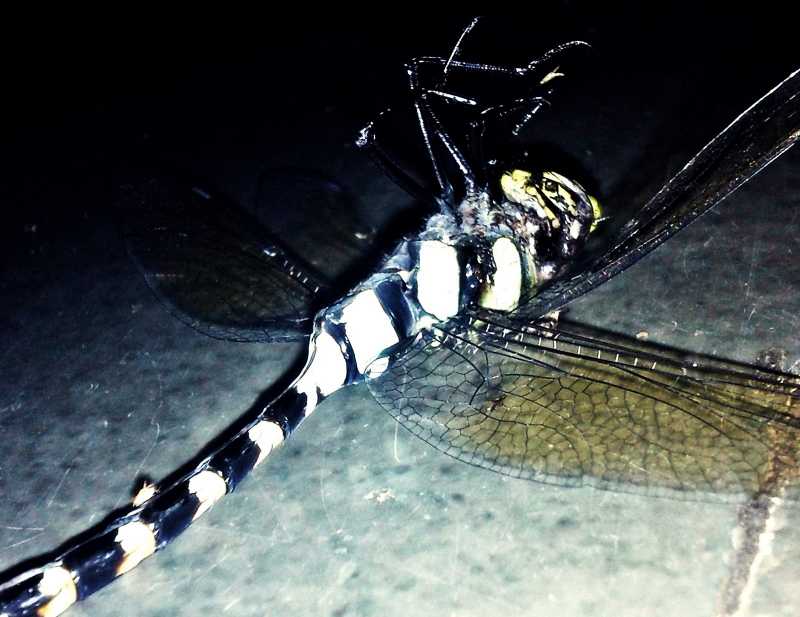 Epic Zebrafly Is Epic.