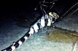 Epic Zebrafly is epic.