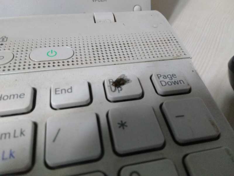 Eulogy For A Housefly