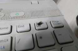 Eulogy For A Housefly