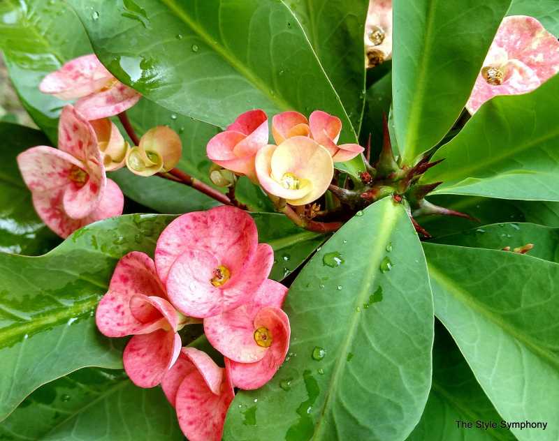 Euphorbia: Haiku - The Style Symphony