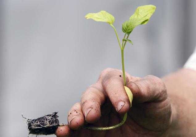 Even Plants Cannot Help Cool Earth If CO2 Is In Excess: Study