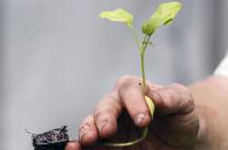 Even plants cannot help cool earth if CO2 is in excess: Study