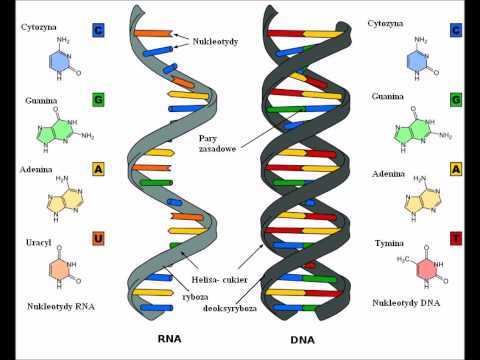 Evidence Of Evolution
