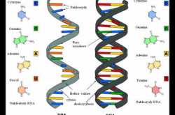 Evidence of Evolution