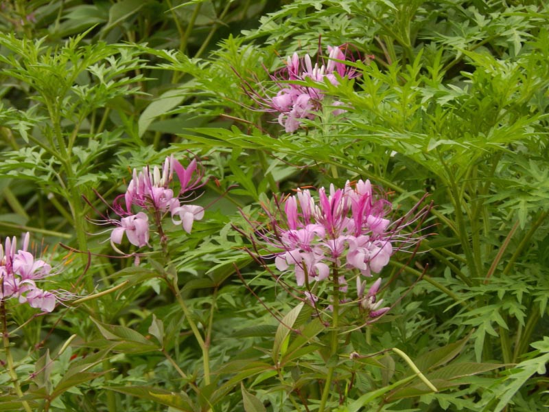 Explore Mulund To Live The Mumbai Dream - Munni Of All Trades