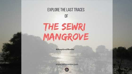 Explore The Last Traces Of The Sewri Mangrove - Digital Marketer | Content Writer | Mom Blogger