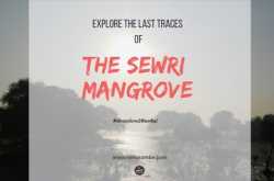 Explore the last traces of the Sewri Mangrove - Digital Marketer | Content writer | Mom blogger