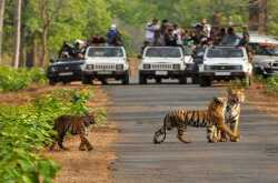 Exploring Rajaji National Park with Savaari - Reviewwali