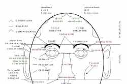 face reading made easy !!!!!!