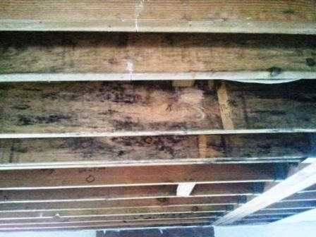 FLOOD DOCTORS SAN DIEGO CA ANNOUNCES “CRUCIAL STEPS TO PREVENT MOLD”