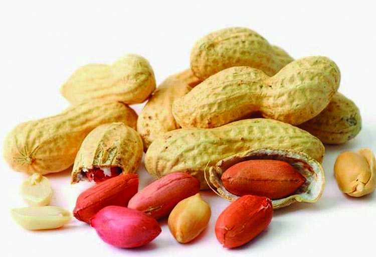 FOOD THAT IS HEALTHY AND HARMFUL(3)-PEANUTS