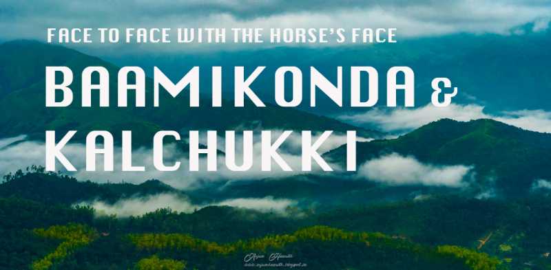 Face To Face With The Horse