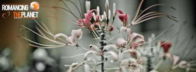 Facebook Cover Images From Kerala - Part 2 - Romancing The Planet