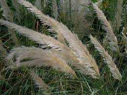 Faces In The Kans Fields