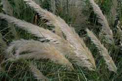 Faces in the Kans Fields