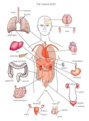Facts About Human Internal Organs