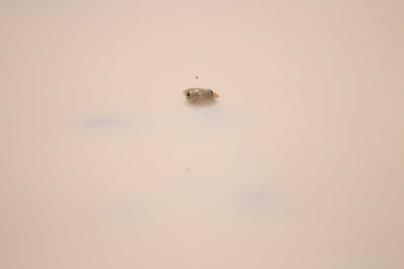 Fail Again, Fail Better