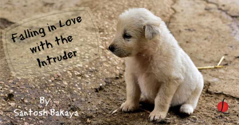 Falling In Love With The Intruder | Morning Meanderings 22 By Santosh Bakaya | LnC