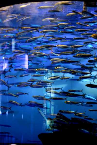 Famous Aquarium In Tokyo, Sunshine Aquarium