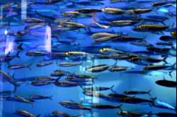 Famous Aquarium in Tokyo, Sunshine Aquarium