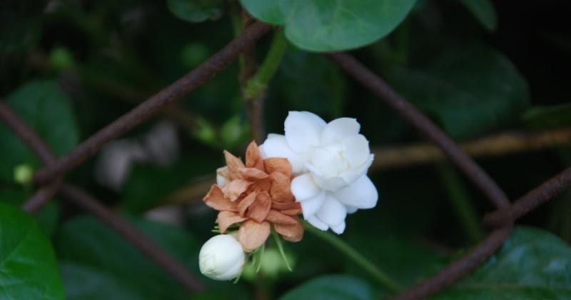 Farewell Mail By Manoj