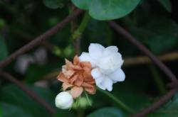 Farewell Mail by Manoj