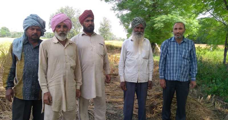 Farmers In Punjab Are Saving The Climate By Bringing Back Millets