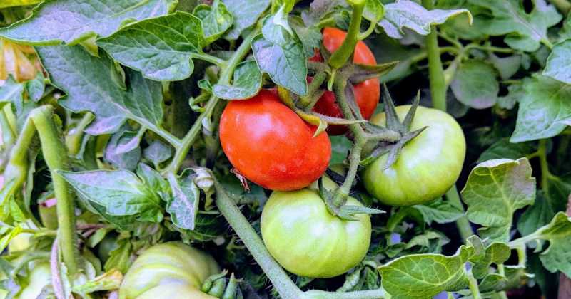 Fat To Fit- Basics About Intermittent Fasting!