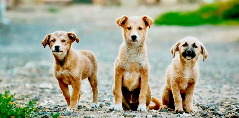 Feast For The Unfortunate