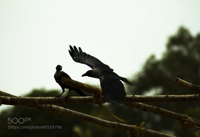 Feel The Wind , Feel The Freedom