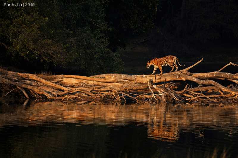 Feet With Wings : Parth Jha (Photography Enthusiast And Amateur Rail Fan)