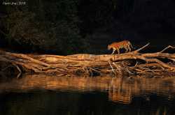 Feet With Wings : Parth Jha (Photography Enthusiast and Amateur Rail Fan)