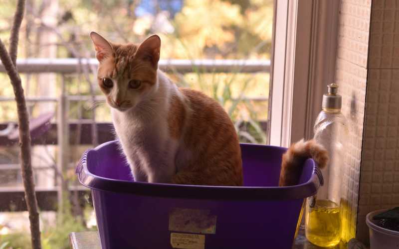 Feminists #AtoZchallenge ~ Kalpanaawrites Feminists Haiku