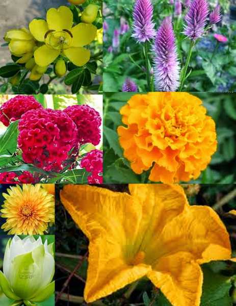 Festival Of Flowers - Batukamma 