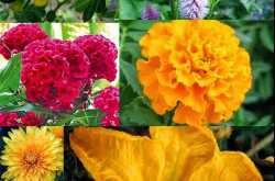 Festival of Flowers - Batukamma 