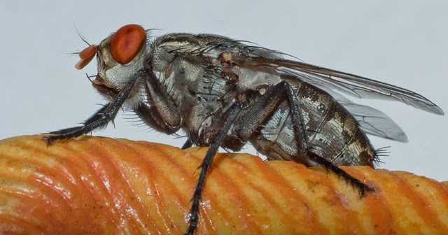 Few More Macro Shots With My 50m F1.8 And Extension Tubes
