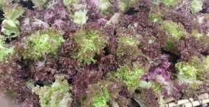 Fibre: Essential Part Of Any Diet - LifeCountz