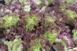 Fibre: essential part of any diet - LifeCountz