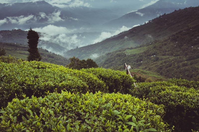 Field Notes: Darjeeling
