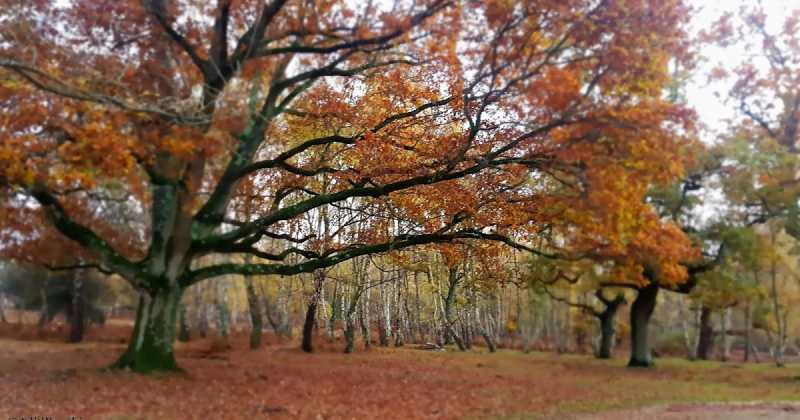 Finding Autumn Magic In The New Forest | Aditi