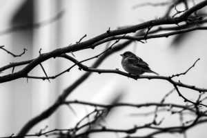 Finding Birds In Magdeburg, Germany.