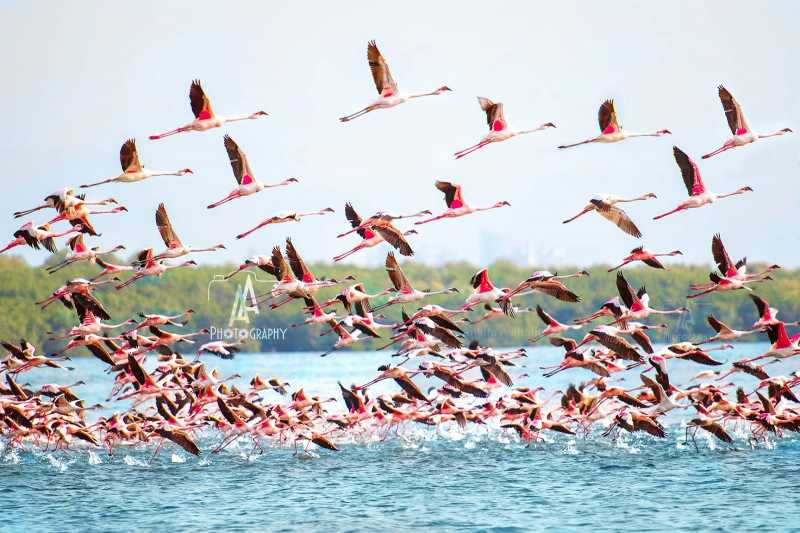 Fireflies & Shutterbugs