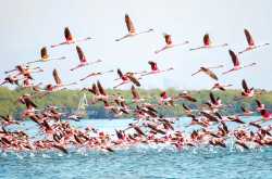 Fireflies & Shutterbugs