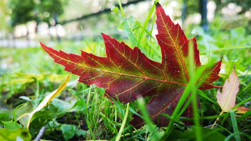 First Day Of Autumn In Krakow - A Life Less Ordinary With SauraBhavna