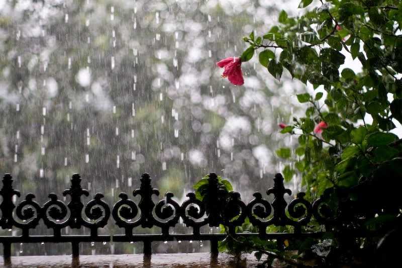 First Rain Of The Season..