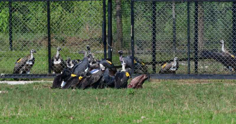 First Release Of Captive-bred* Vultures In Asia