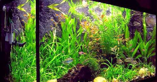 Fish Tank Aquariums